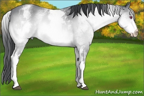 Horse Color:White Spotted Buckskin Chinchilla 