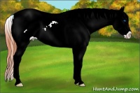 Horse Color:White Spotted Bay Dun Splash Frame Appaloosa 