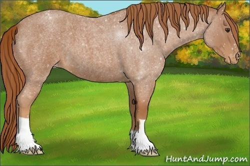 Horse Color:Red Roan Varnish