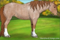 Horse Color:Red Roan Varnish 
