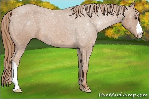 Horse Color:Red Roan Varnish