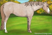 Horse Color:Red Roan Varnish 