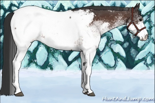 Horse Color:White Spotted Bay Appaloosa