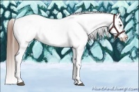 Horse Color:White Spotted Chestnut Blanket 