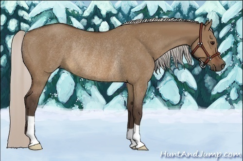 Horse Color:Silver Brown Dun Rabicano 