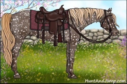 Horse Color:Liver Chestnut Appaloosa 
