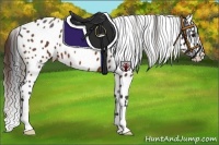 Horse Color:Bay Roan Appaloosa