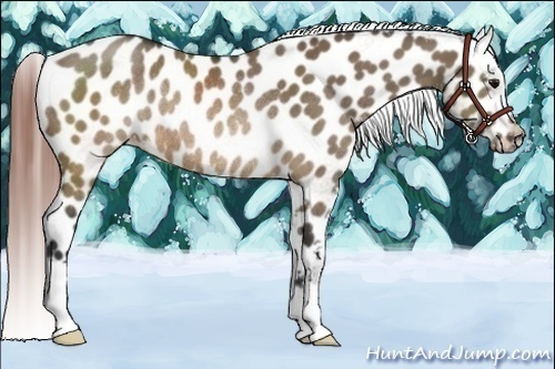 Horse Color:Brown Dun Appaloosa Rabicano