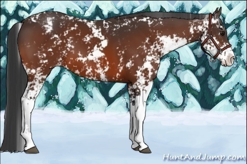 Horse Color:Bay Sabino Appaloosa 