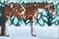 Horse Color:Bay Sabino Appaloosa