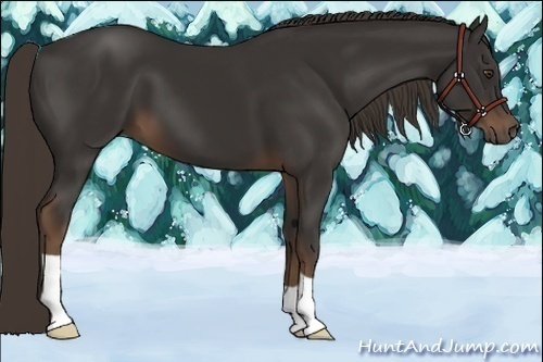 Horse Color:Liver Chestnut 