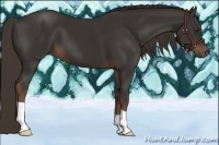 Horse Color:Liver Chestnut
