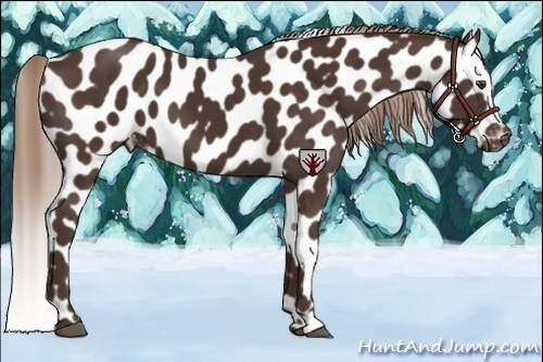 Horse Color:Liver Chestnut Near Leopard 