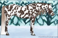 Horse Color:Liver Chestnut Near Leopard 