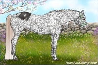 Horse Color:Liver Chestnut Appaloosa