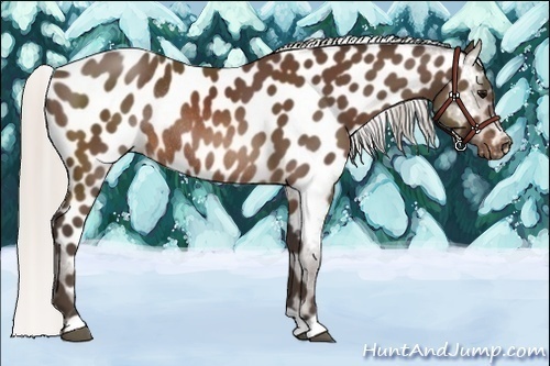 Horse Color:Silver Brown Appaloosa Rabicano 