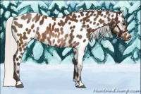 Horse Color:Silver Brown Appaloosa Rabicano