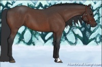 Horse Color:Bay Roan 
