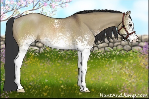 Horse Color:White Spotted Brown Dun Rabicano
