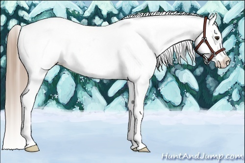 Horse Color:Liver Chestnut Appaloosa 