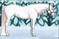 Horse Color:Liver Chestnut Appaloosa 