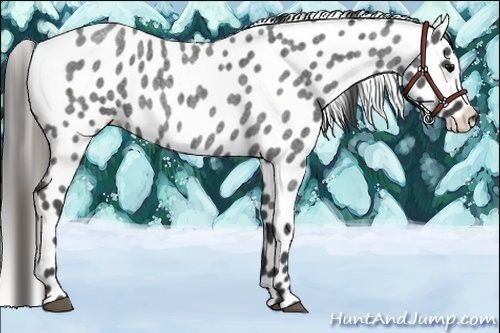 Horse Color:Smoky Blue Roan Appaloosa 