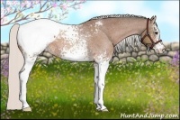 Horse Color:White Spotted Silver Bay Appaloosa Rabicano