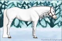 Horse Color:Silver Bay Appaloosa Rabicano 