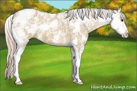 Horse Color:Palomino Ice Dun Sabino 