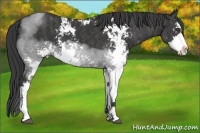 Horse Color:Black Sabino Brindle