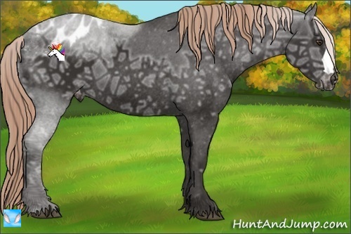 Horse Color:Liver Chestnut Ice Appaloosa 