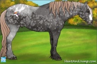 Horse Color:Liver Chestnut Ice Appaloosa 