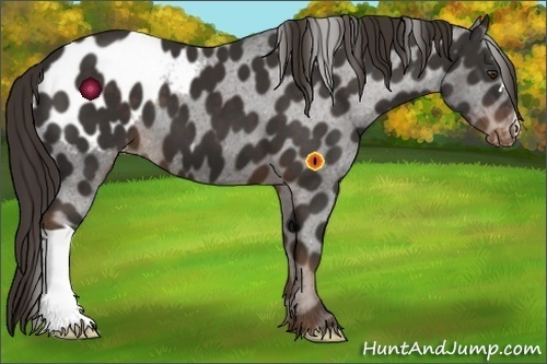 Horse Color:Liver Chestnut Blanket 