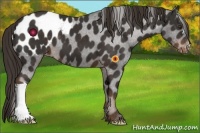 Horse Color:Liver Chestnut Appaloosa 