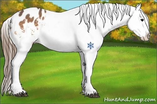 Horse Color:Buckskin Blanket