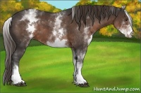 Horse Color:White Spotted Liver Chestnut 