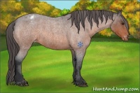 Horse Color:Bay Roan Varnish