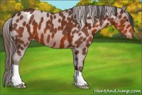 Horse Color:Bay Appaloosa 