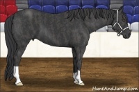 Horse Color:Black  Brindle