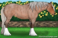 Horse Color:Silver Bay Roan Sabino 