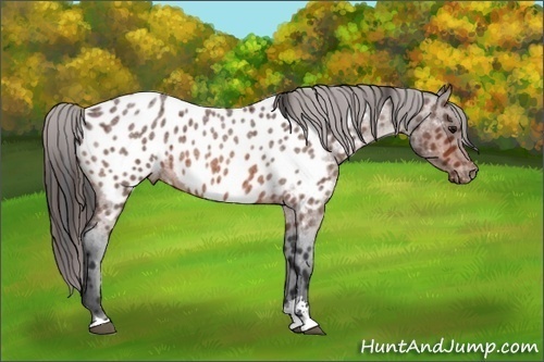 Horse Color:Bay Roan Sabino Appaloosa 