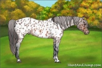 Horse Color:Bay Roan Sabino Appaloosa 