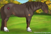 Horse Color:Liver Red Roan 