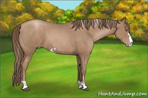 Horse Color:Black Pearl Sabino  Brindle