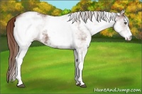 Horse Color:White Spotted Chestnut 