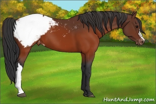 Horse Color:Brown Appaloosa