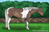 Horse Color:Silver Black Tobiano Rabicano