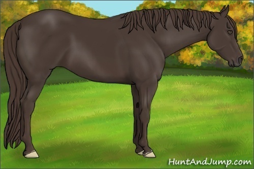 Horse Color:Liver Chestnut Frame 