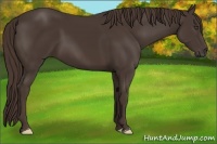 Horse Color:Liver Chestnut Frame 