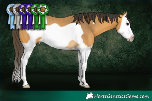 Horse Color:Buckskin Splash Frame Rabicano 